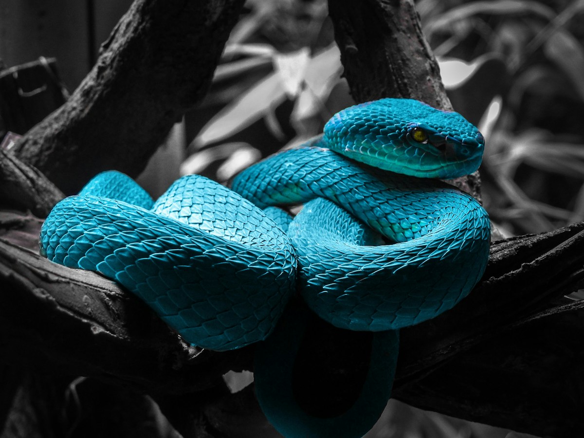 A Glowing Turquoise Snake and Ten New Species Discovered in Cambodia!