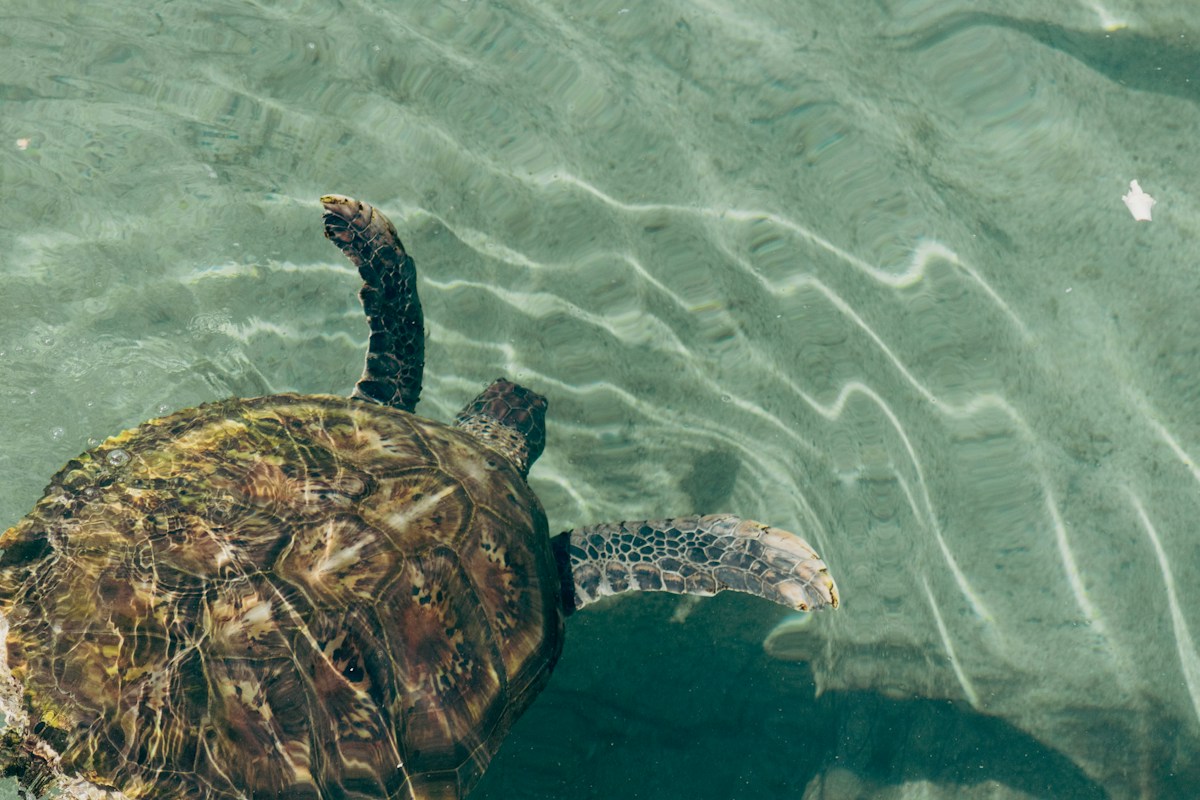 Galápagos Green Turtles Surprise Everyone by Staying Right at Home!