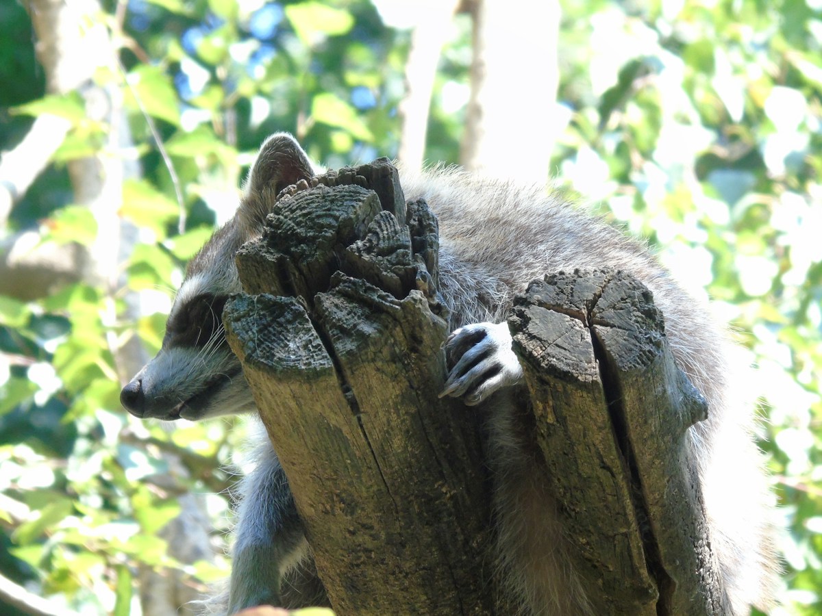 Inside the Super-Cute Bootcamp Teaching Baby Raccoons How to Be Wild!