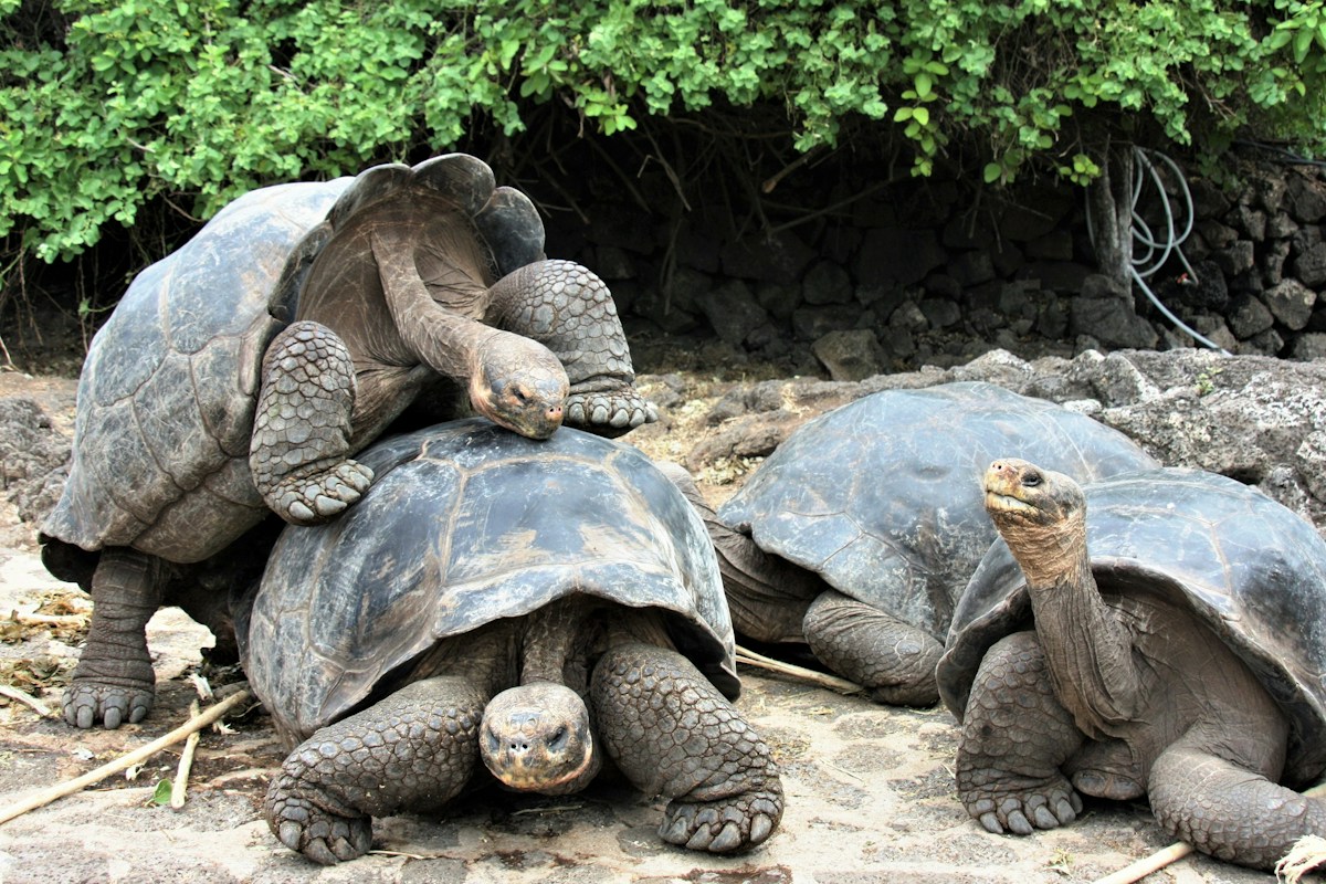 Explore the Wild Magic of the Galapagos Islands From Your Bedroom!