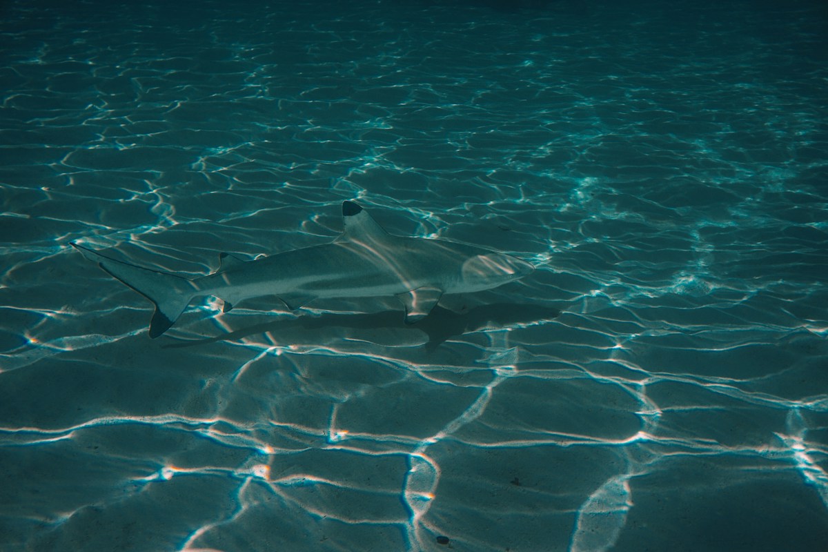 Sharks Can Hear You Swimming From Down the Block!