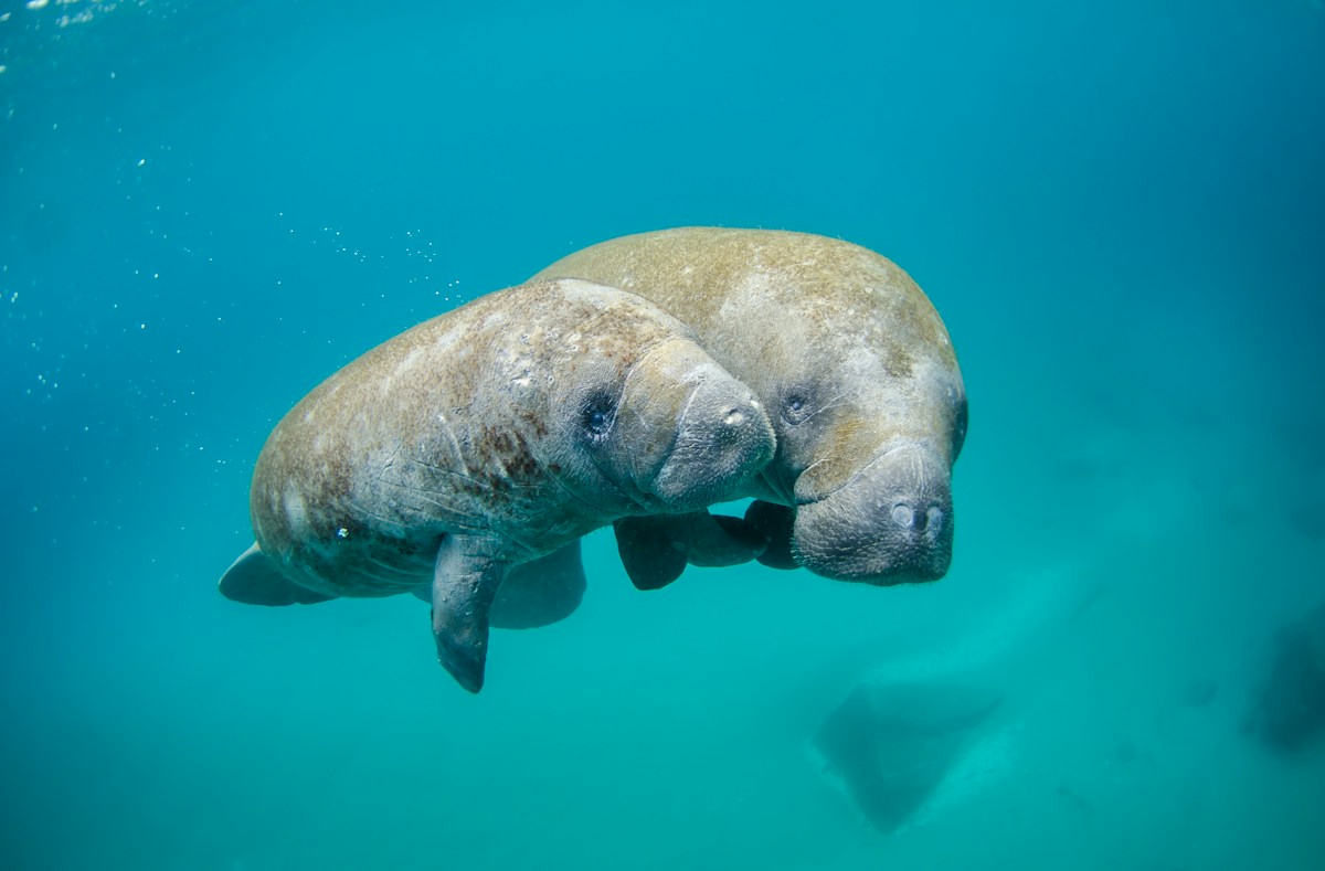 Meet the Amazing Animals That Use Farts as a Superpower!