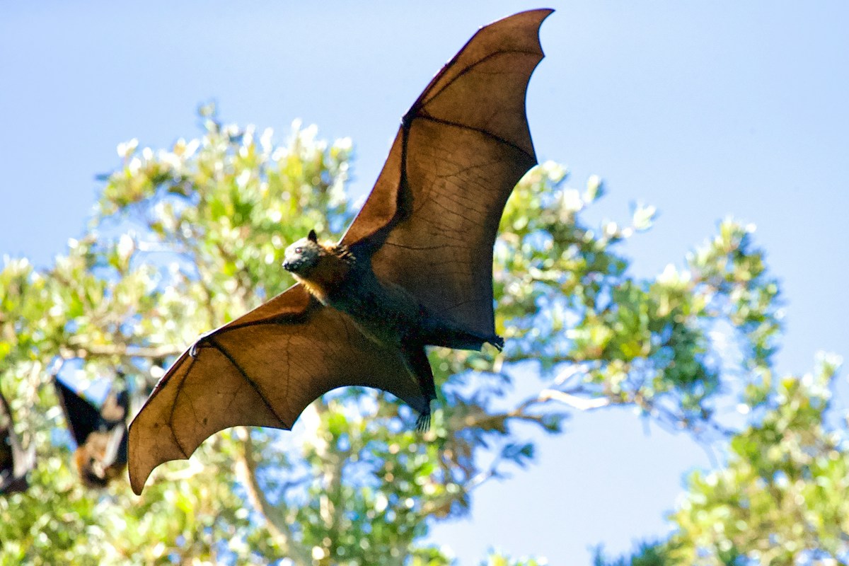 The Very First Bats Zoomed Across Europe Millions of Years Ago!