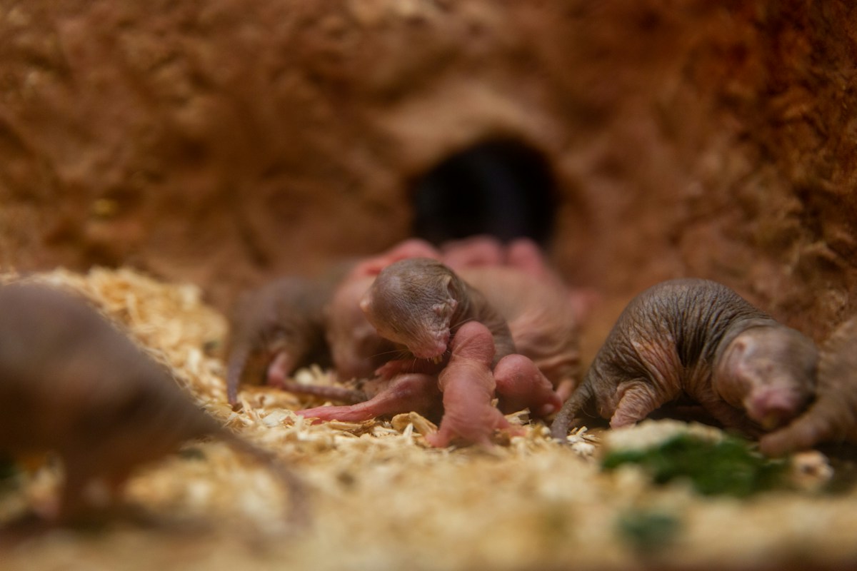 Meet the Royal Mole-Rat Whose Special Perfume Stops Her Subjects from Fighting!