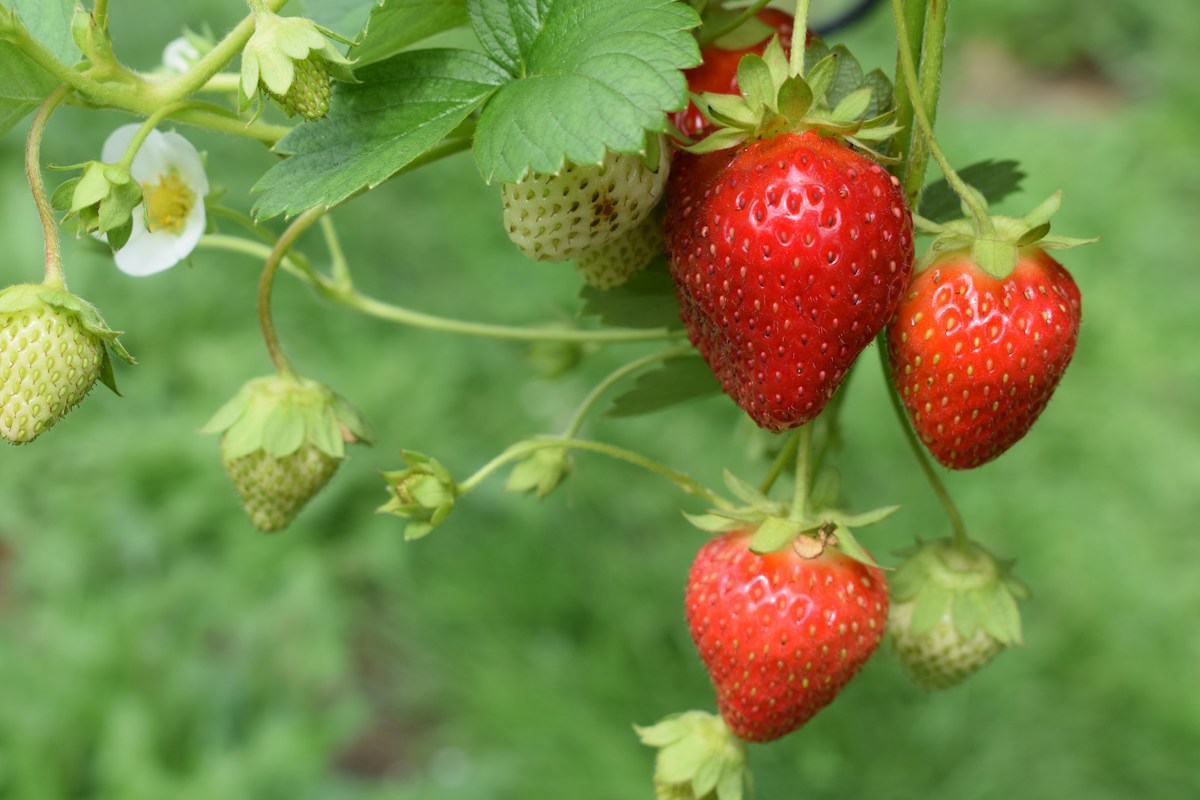 Super-fabric "Plant Armor" saves strawberries from hungry bugs!
