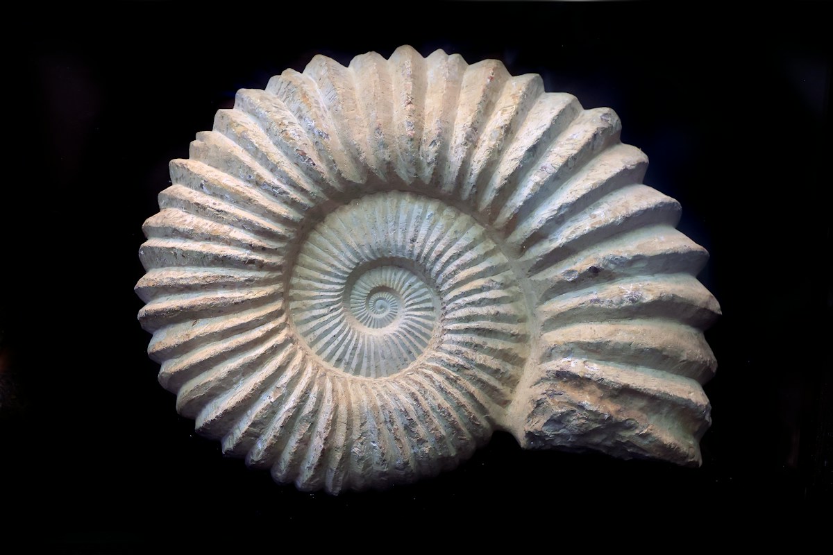 A 97-Million-Year-Old Animal GPS Has Just Been Found in the Ocean!