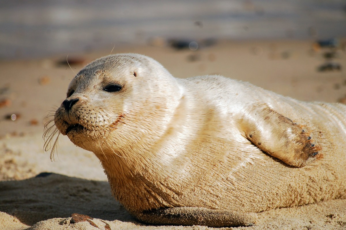 Meet the World's Funniest Animals in These Hilarious Award-Winning Photos!