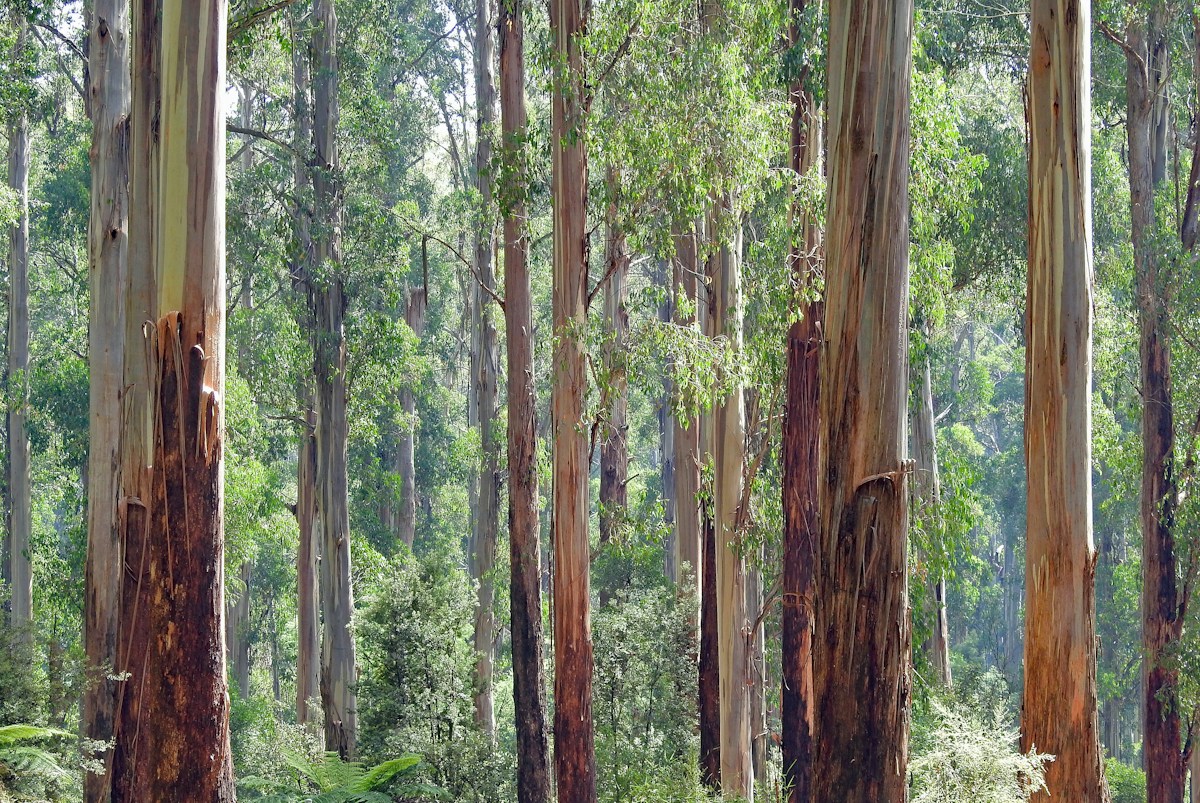 A Secret Forest Experiment Just Grown Giant Trees in Record Time!