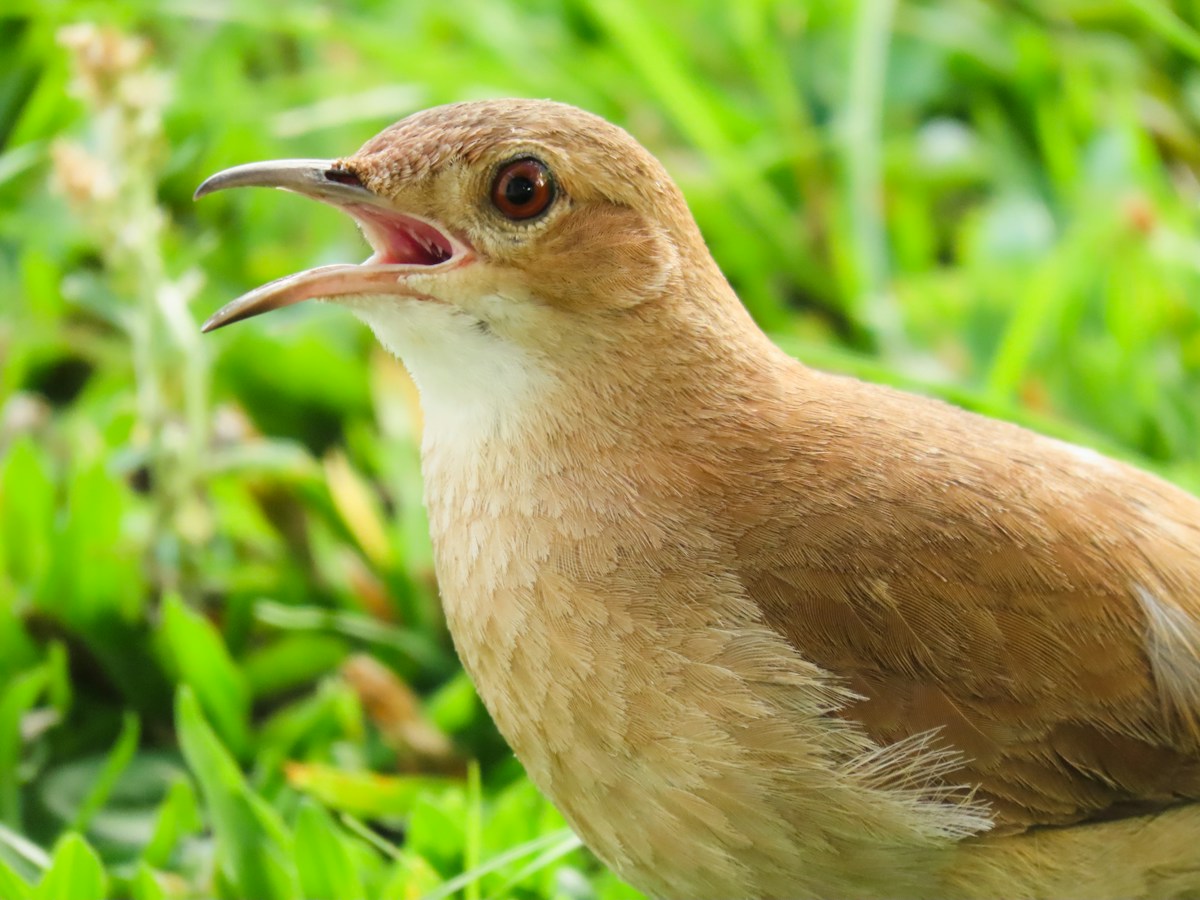 Meet the Loudest Birds on Earth That Can Out-Scream a Rock Concert!