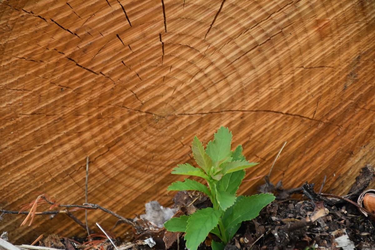 New Life Sprout Alert! The Famous Sycamore Gap Tree Is Growing Back!