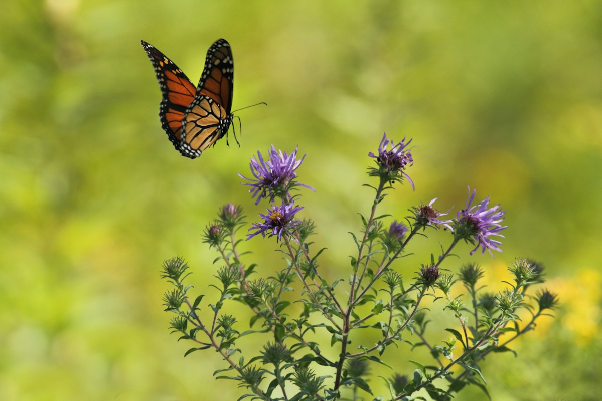 Sneaky Butterflies Play Optical Illusions on Hungry Predators!