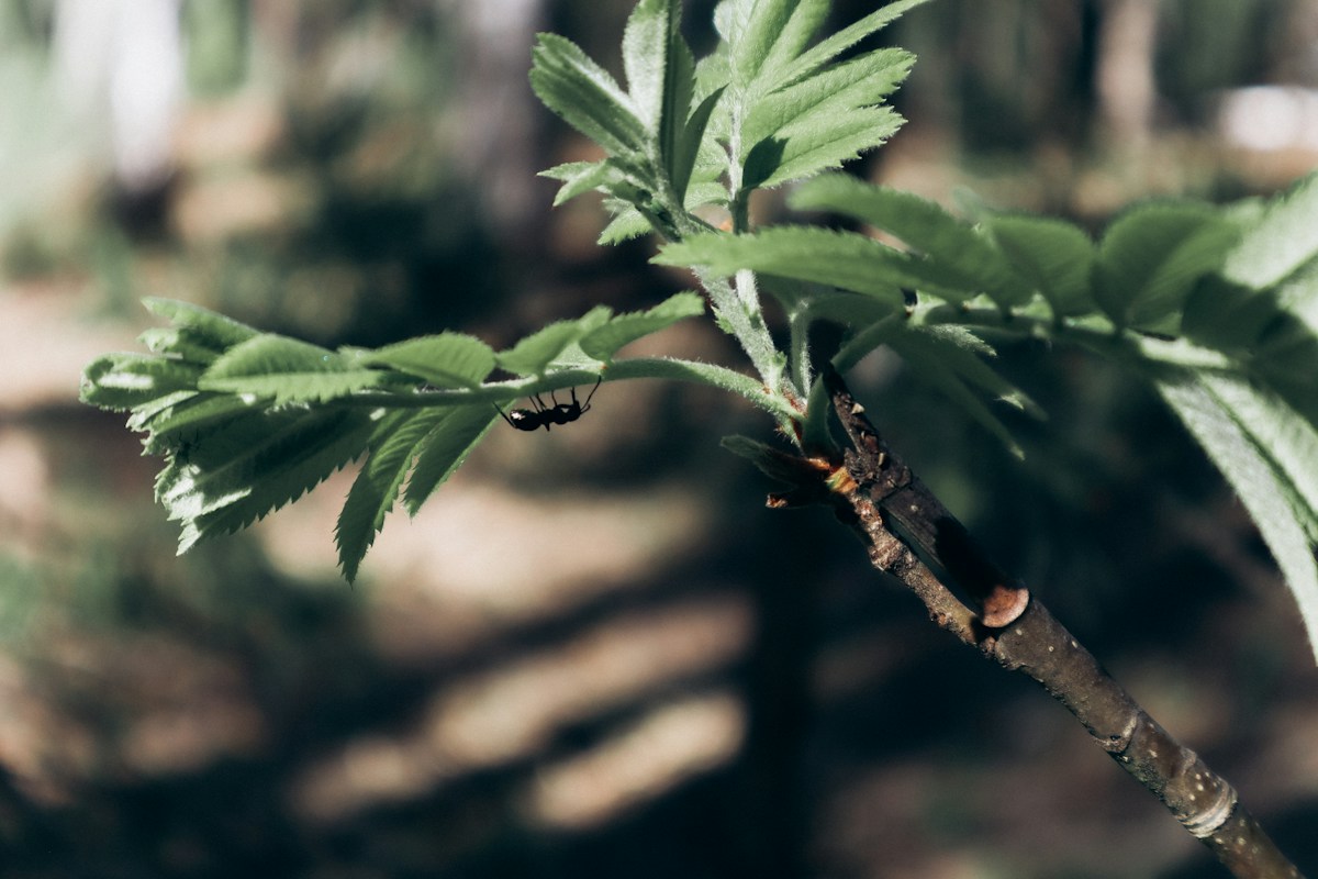 Sneaky Wasps Are Stealing Tree Homes From Innocent Ants!