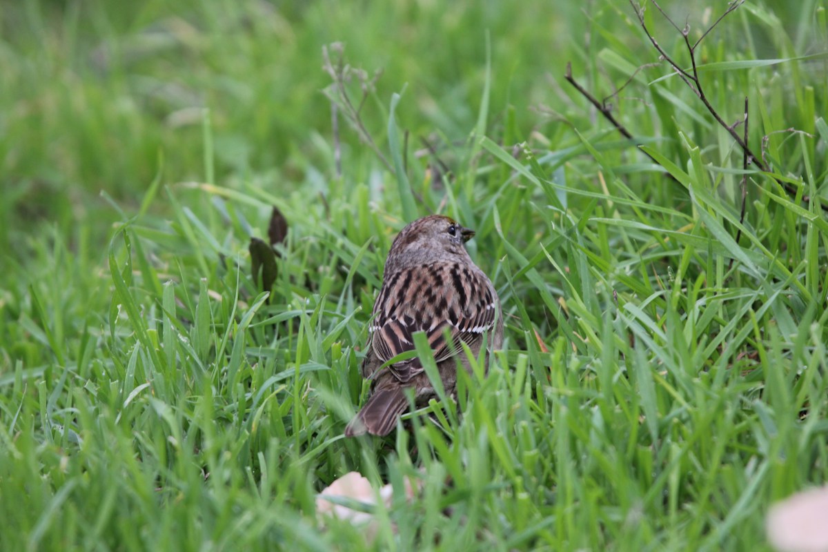 These Super-Strong Sea Birds Just Beat the Odds to Save Their Chicks!