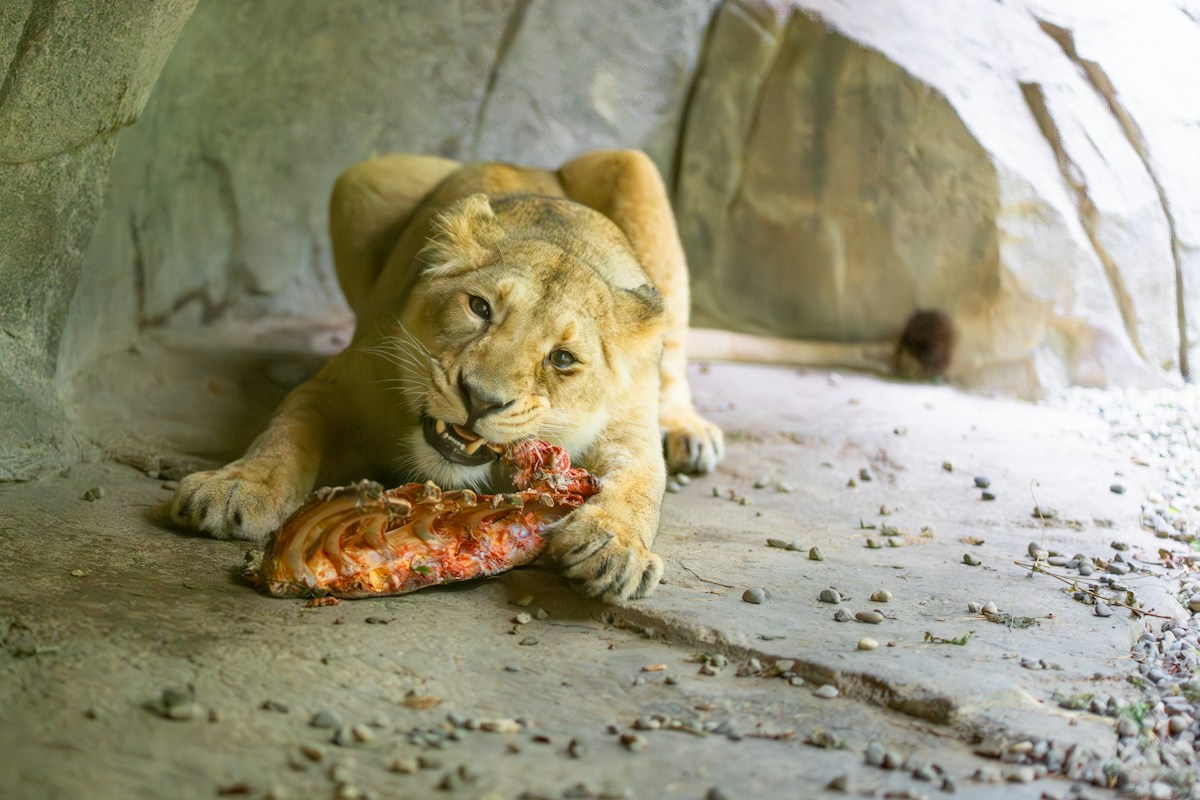 Zoo Lions Get to Eat Like Real Wild Kings!
