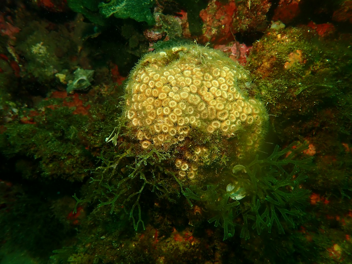 A Glowing "Golden Tree" Discovered Deep in the Ocean!