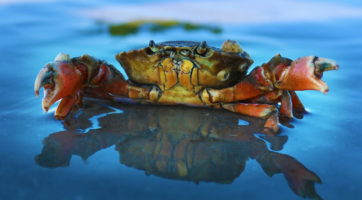 Secret Sea Creatures Discovered Living Inside Liverpool's Docks!