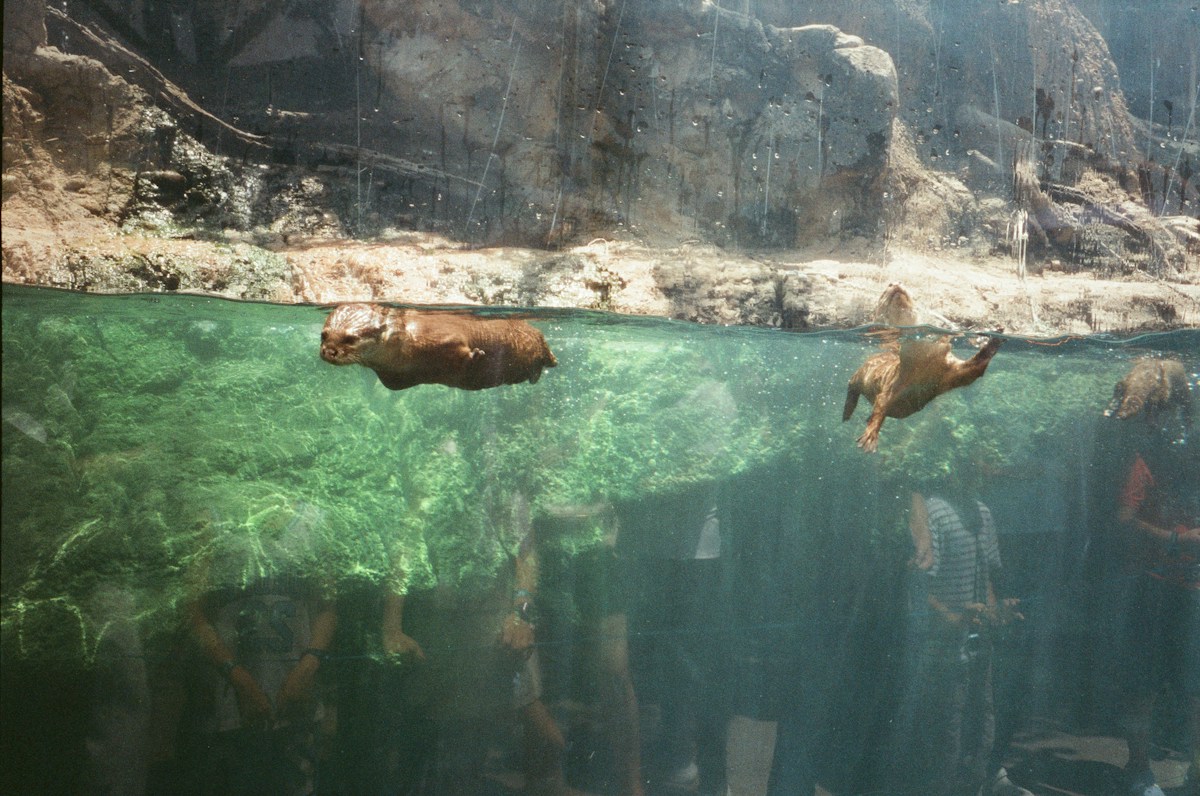A Furry Prehistoric swimmer Has Just Been Found!