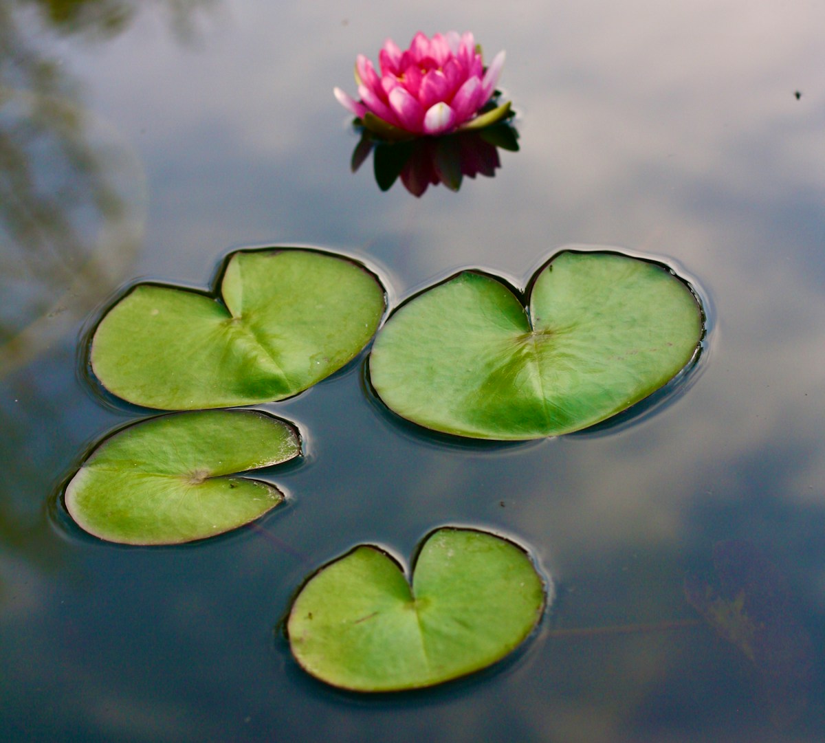 A Monster Waterlily Has Been Found—And It Can Be Seen From Space!