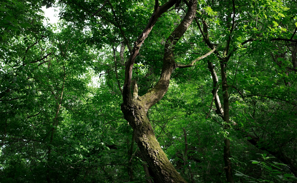 A Wonky 150-Year-Old Tree Just Won a Huge National Contest!