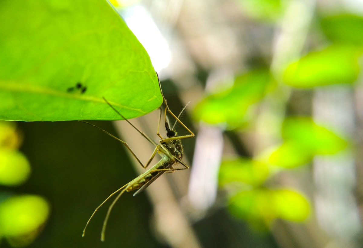 Meet the Giant Monster Bug Making an Amazing Comeback!