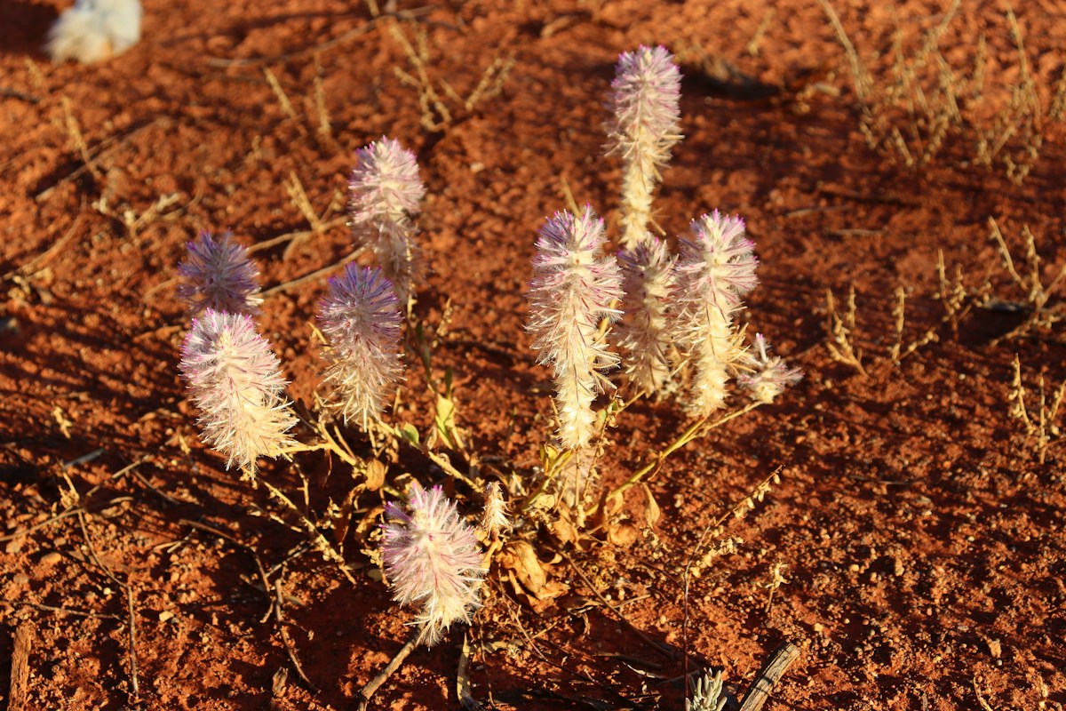 A Dry Desert Just Exploded Into a Rainbow of Wildflowers!
