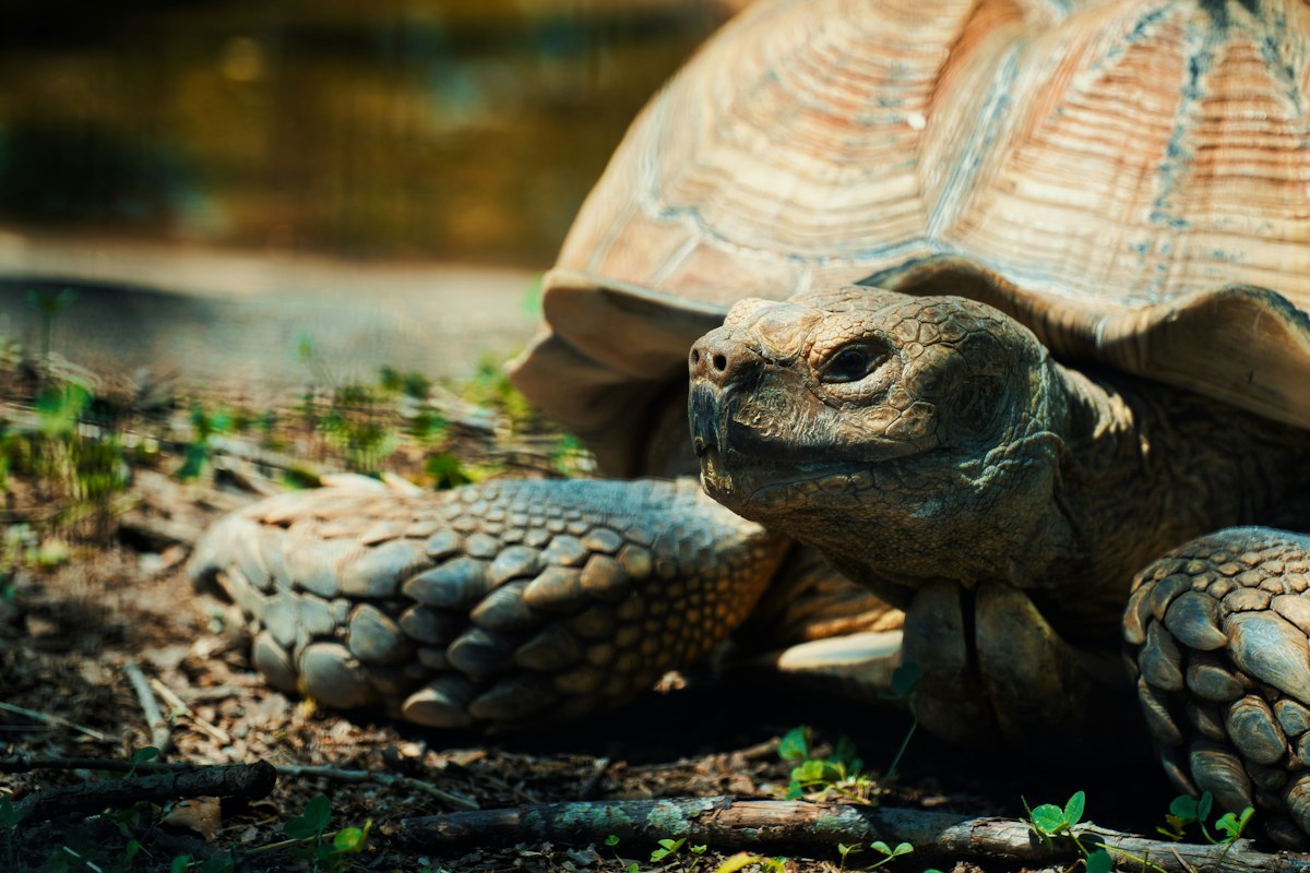 180,000 Giant Tortoises Are Taking Over a Tropical Island!