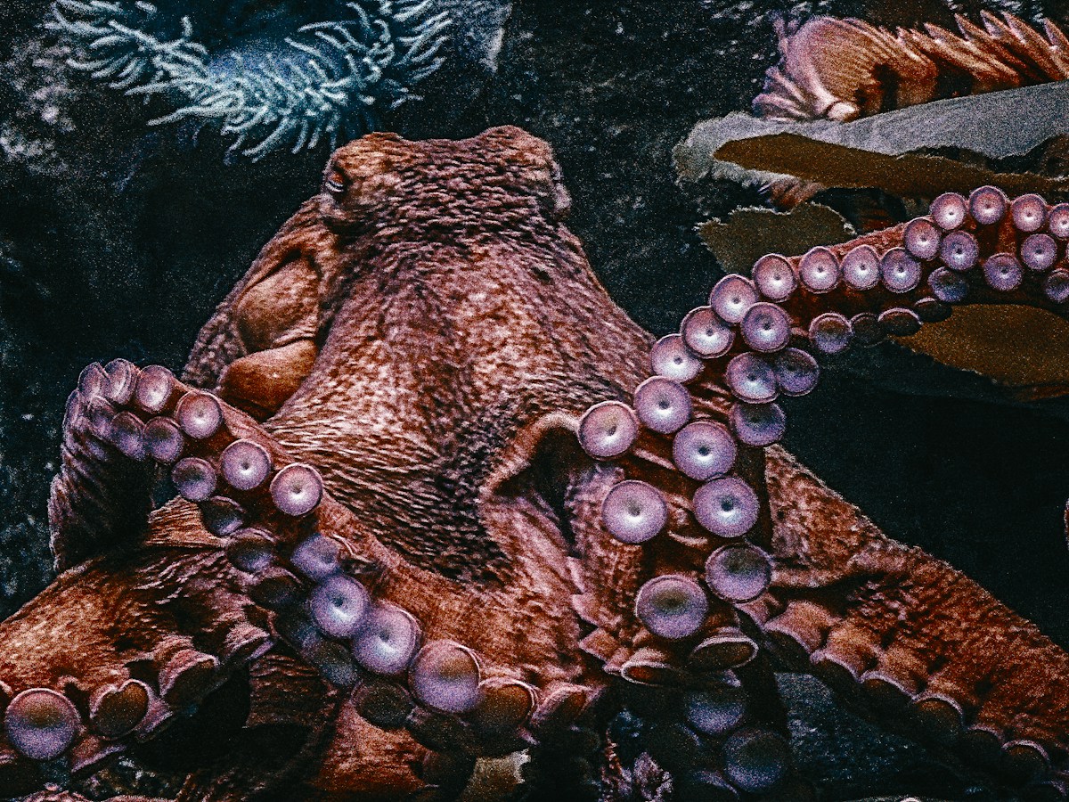 Inside the Super-Smart Brain of the Octopus!
