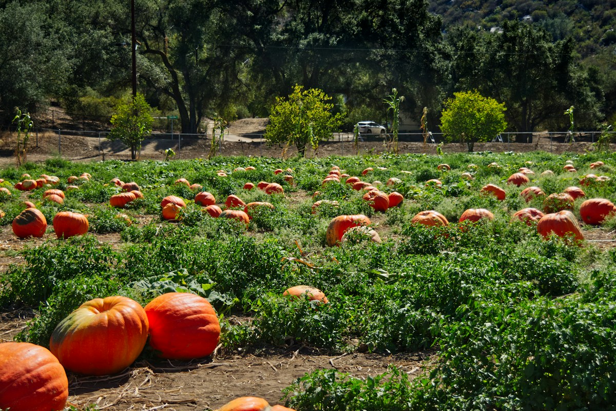 Meet Bagheera, the Record-Breaking Giant Pumpkin That Grew in a Flash!