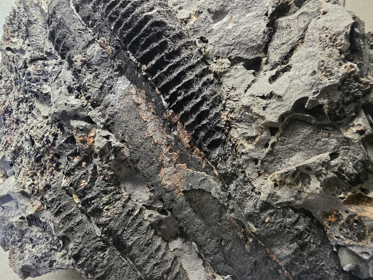 A Monster Snake as Long as a School Bus Just Got Discovered!