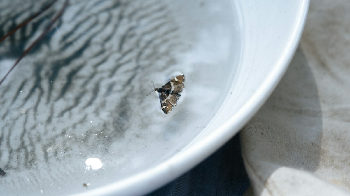 Honeybees Can Swim to Safety Using a Clever Shadow Trick!