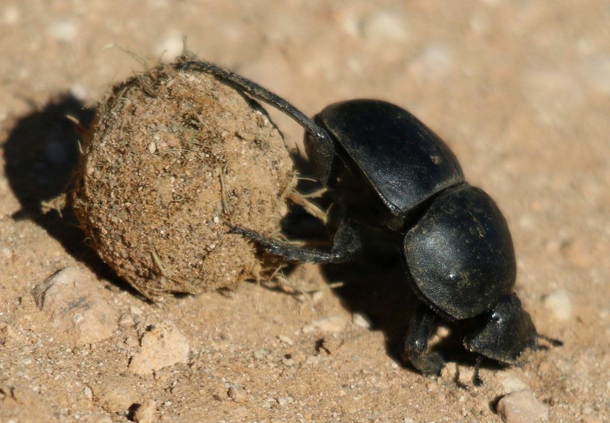 This 10-Year-Old Caught a Beetle Pushing Poo and Won a Huge Award!