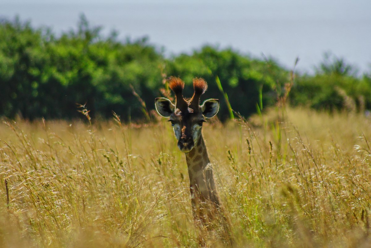 A Secret Group of Rare Giraffes Has Been Found Alive and Thriving!