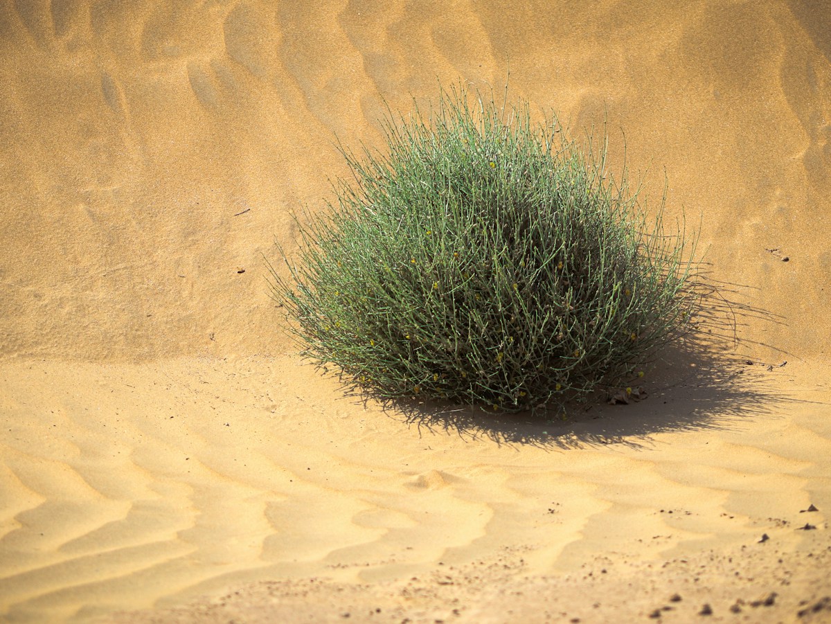 Hidden in the Desert, This Clever Shrub Has Built-in Air Conditioning!