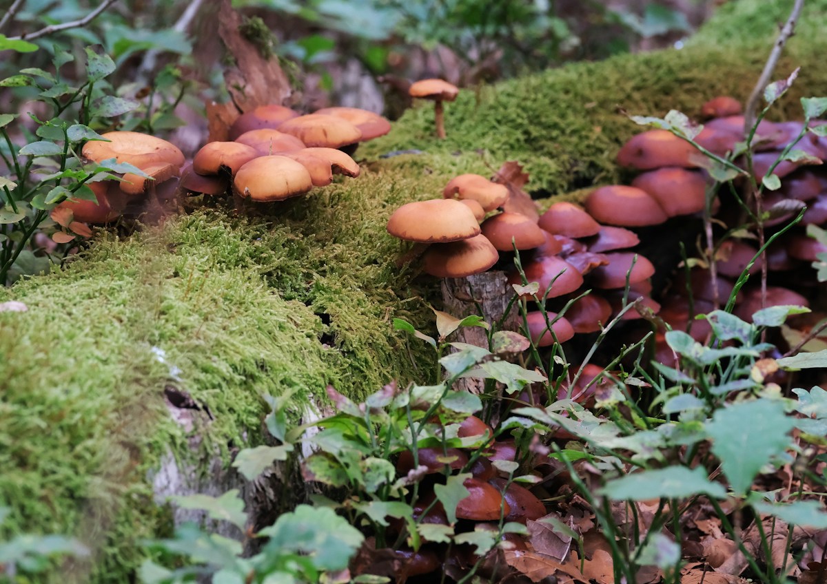 Hidden Mushrooms Are Populating Parks in a Massive Autumn Explosion!