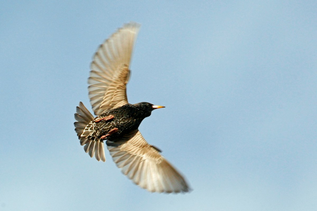 This Super-Cool Bird Flies Upside Down To Catch Its Dinner!