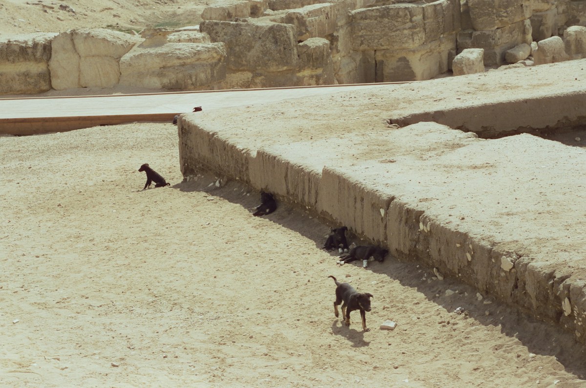 A 1,200-Year-Old Hairless Dog Mummy Has Been Found in Peru!