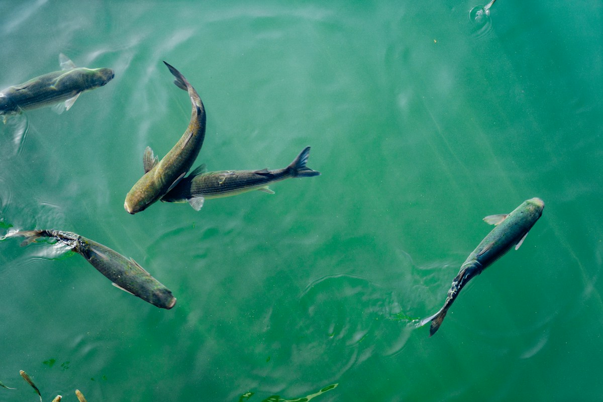A Magic Mushroom Ingredient Just Tamed Fighting Fish!