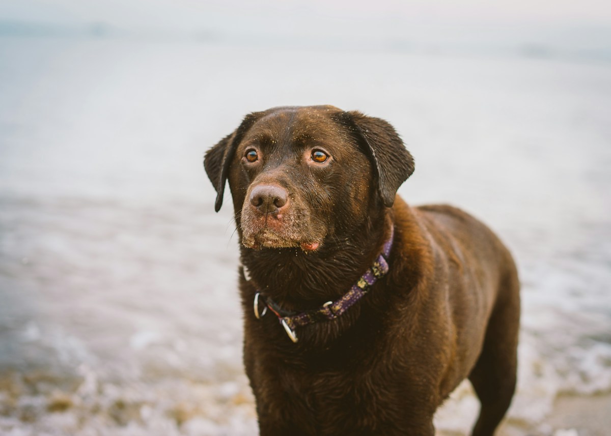 Meet the Clever Dog Sniffing Out Yucky 'Sea Vomit' to Save Our Oceans!