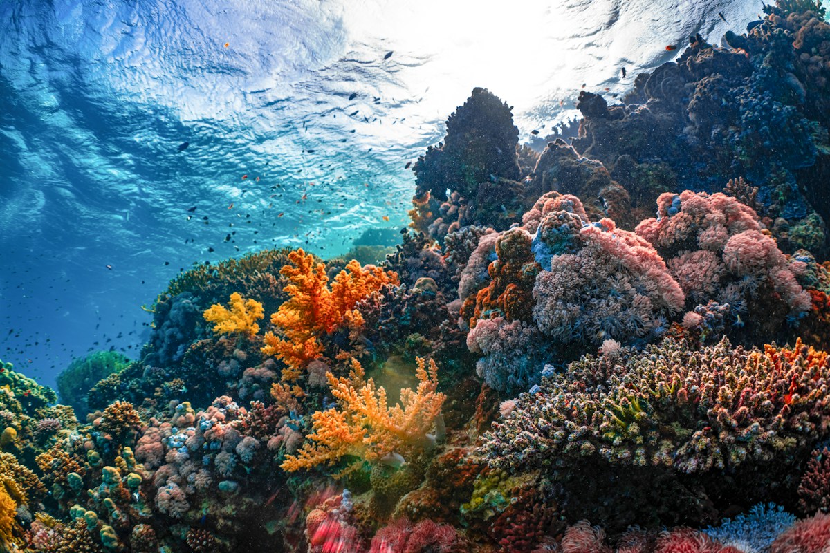 Dying Corals Magically Heal Just by Touching Their Healthy Best Friends!