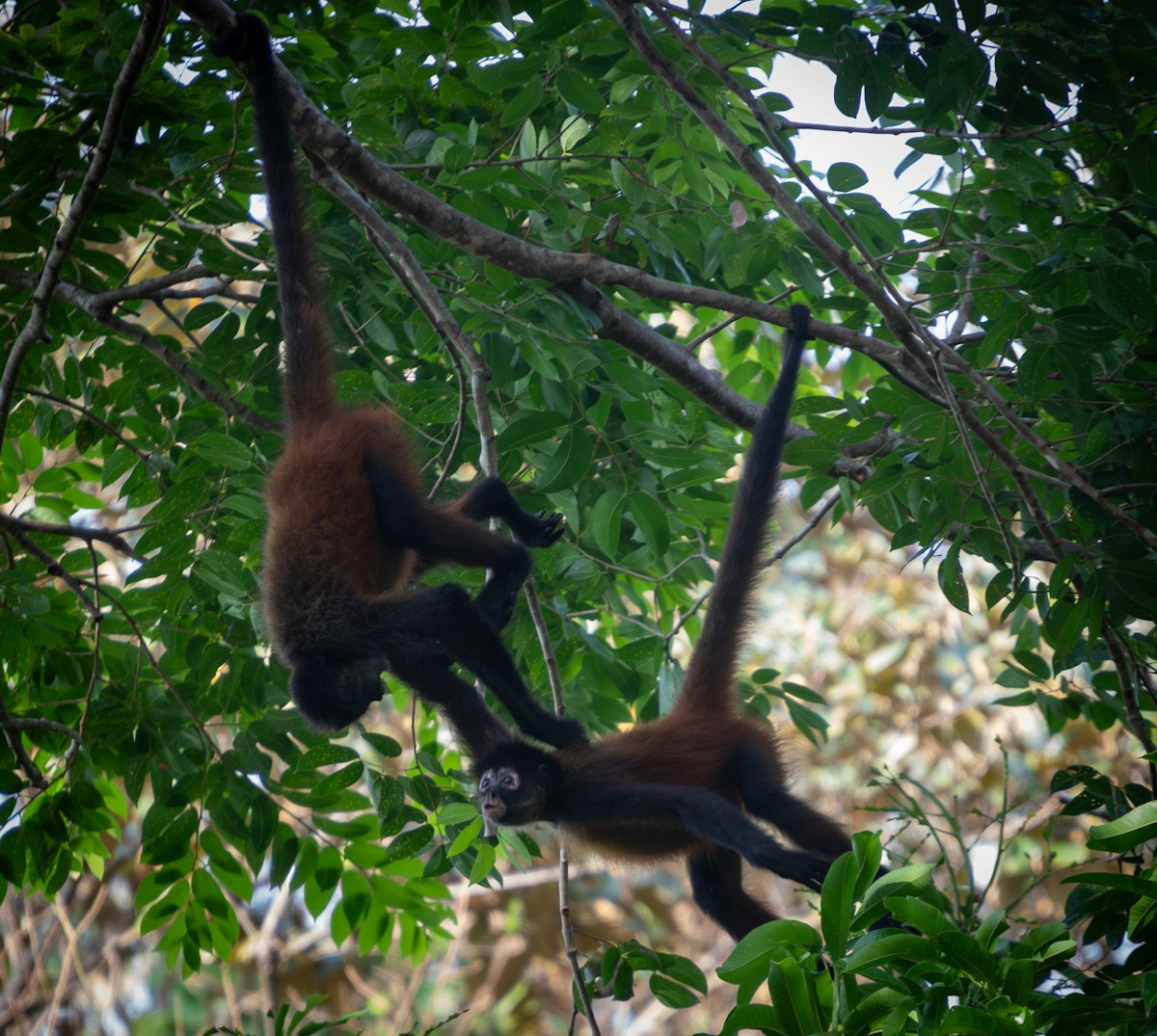 Meet the Singing Gymnasts of the Rainforest Treetops!