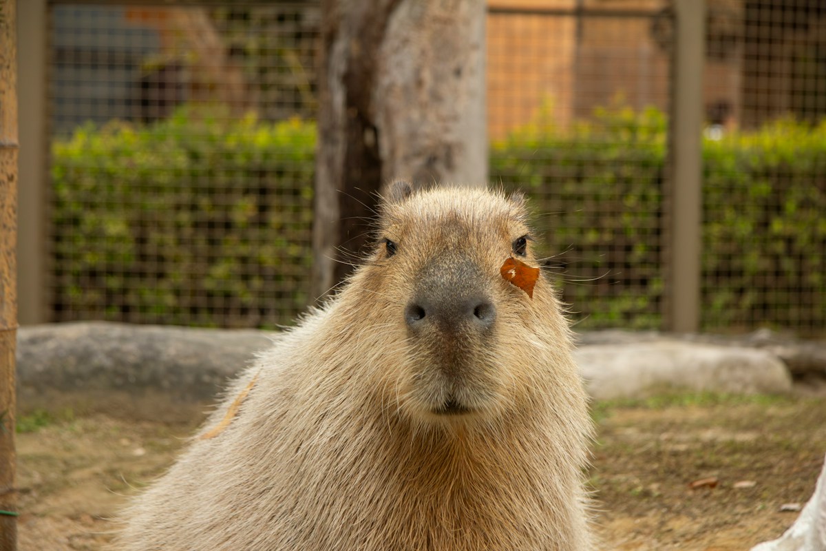 Eight Adorable Baby Capybaras Just Arrived at a Island Zoo!