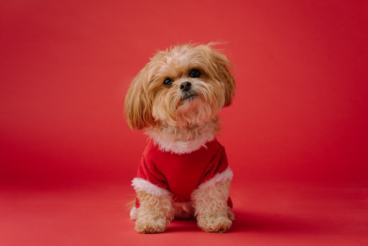 Hundreds of Dogs Just Took Over New York in Costumes!